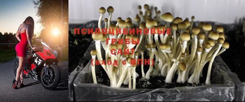 Галлюциногенные грибы Cubensis  Киреевск 